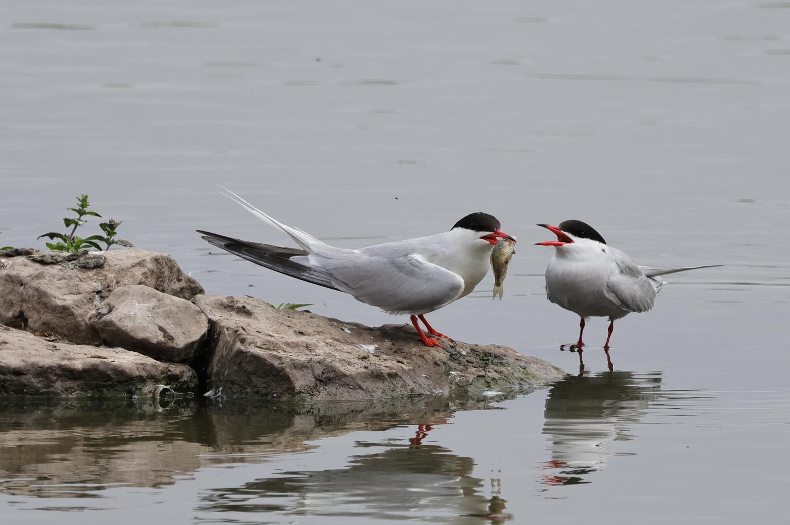August's Feathered Feature: Common Tern