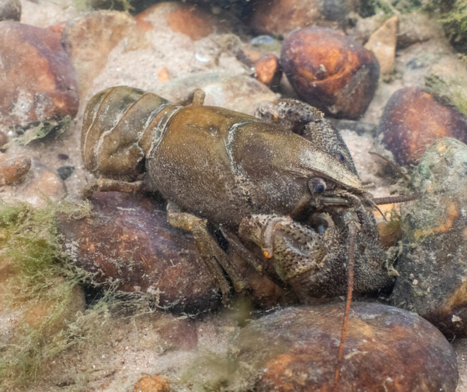 Rare white-clawed crayfish given lifeline as recovery work begins across the North