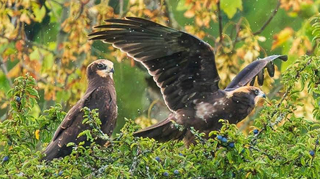 Bittern sighting and young marsh harriers