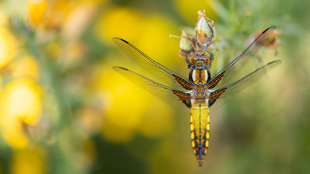 Wildlife watching this summer