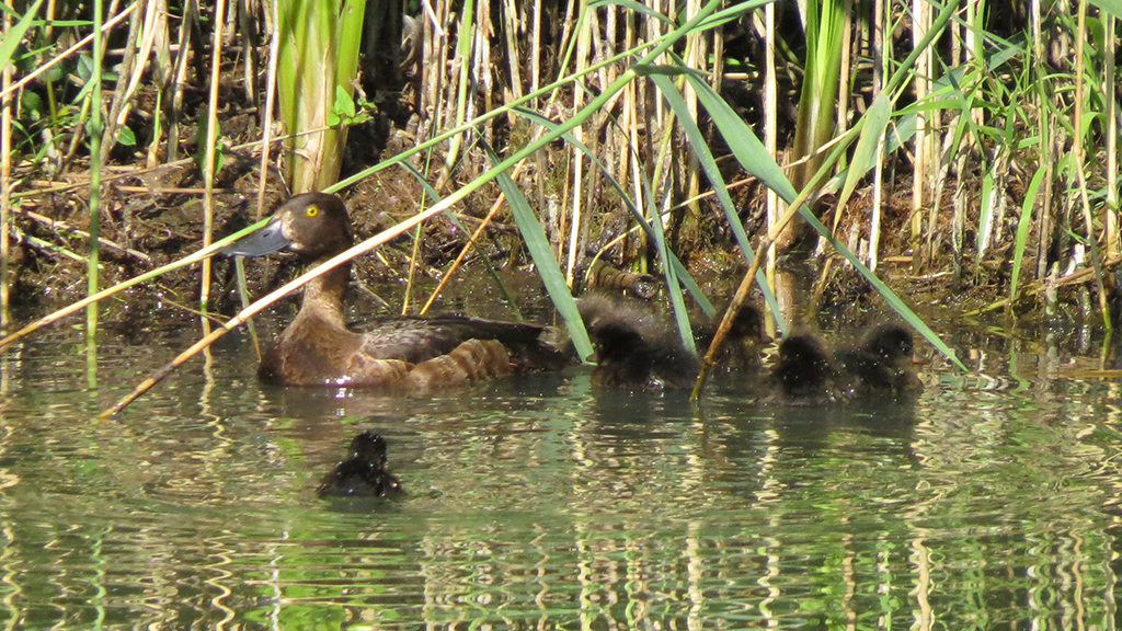 a brown duck on the water with 8 fluffy ducklings
