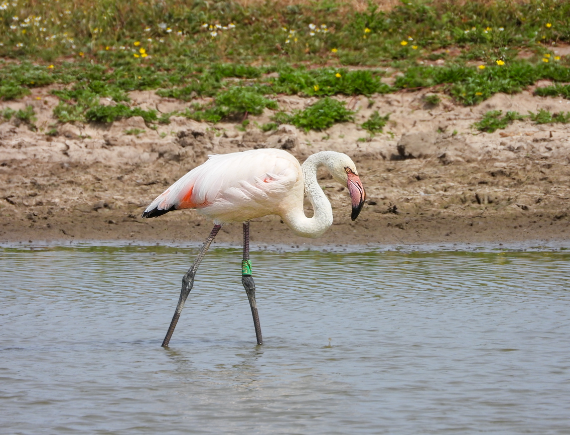 Greater flamingo on the River Severn