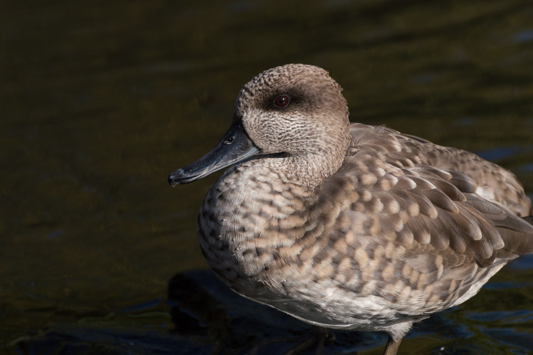 Marbled teal standing sideways
