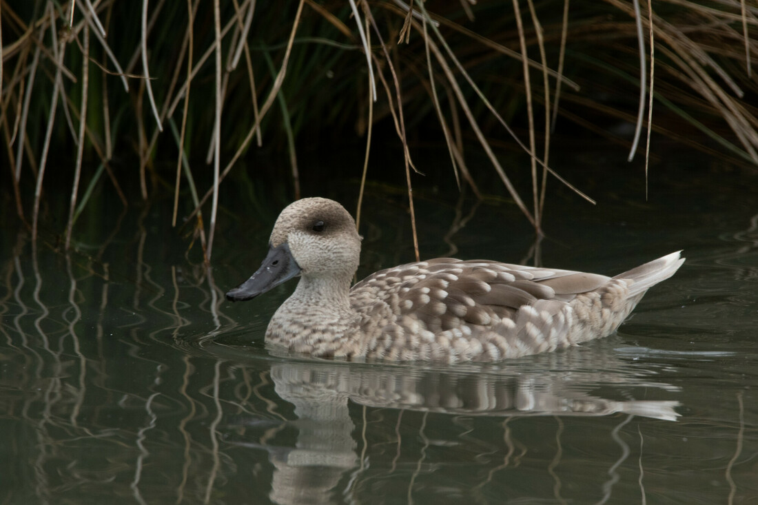 August Bird of the Month: Marbled Teal (Marmaronetta angustirostris)