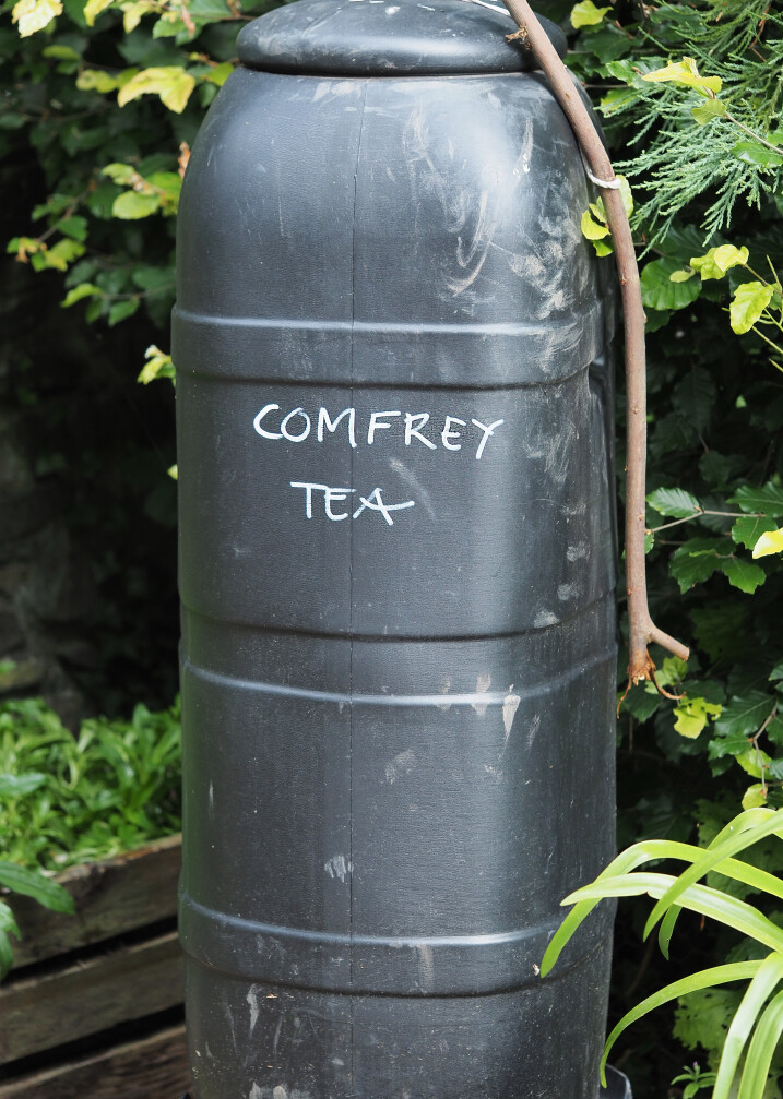 A Plant a Month with Ricky - Comfrey