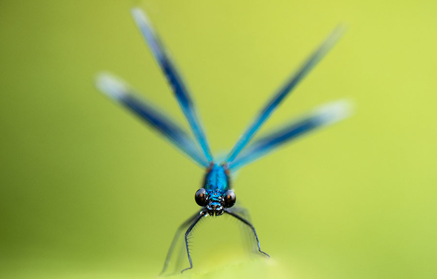 A banded demoiselle damselfly stares straight back at the photographer