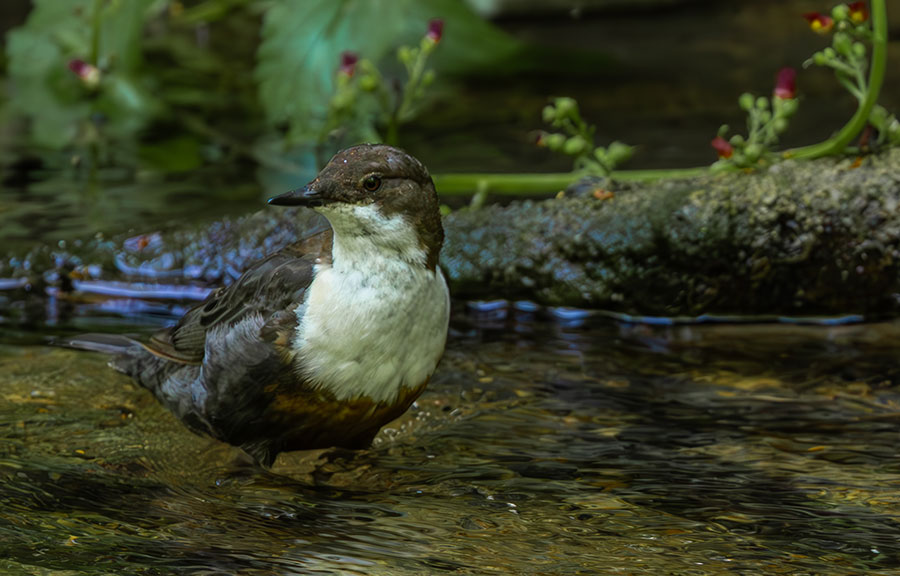 A dipper stand in the shallows of a clean river