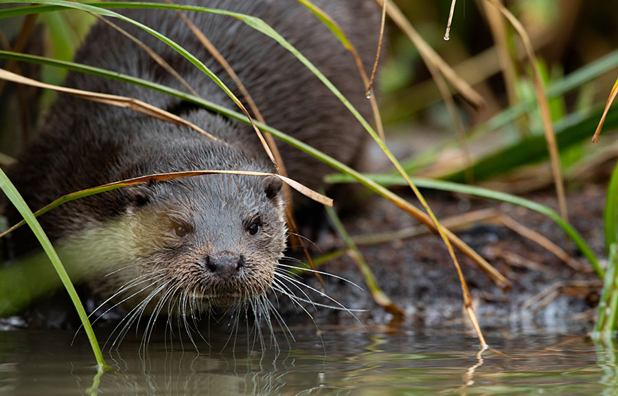 A Eurasian otter stares directly back at the photographer as it is about to enter the water
