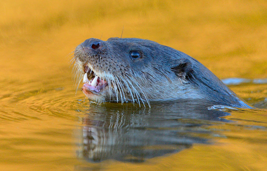 A Eurasian otter pokes its head above the water