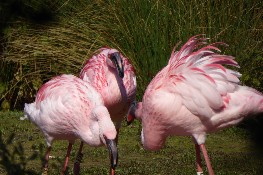 Feeling the heat? Why flamingos are well equipped for extreme weather