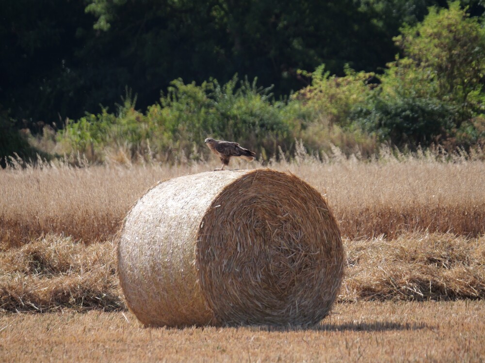 Sightings and news to week ending 16 August 2026