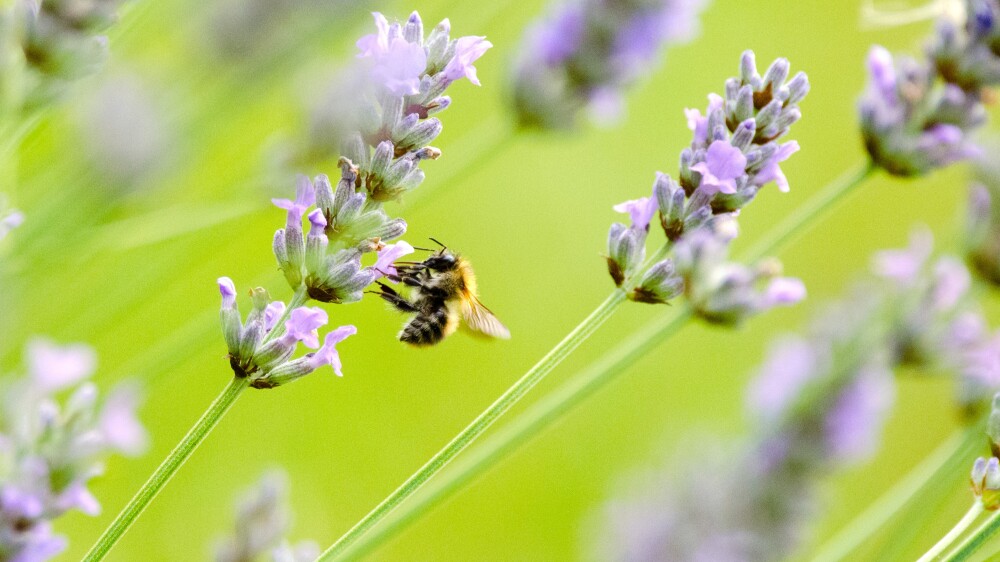 World Honey Bee Day