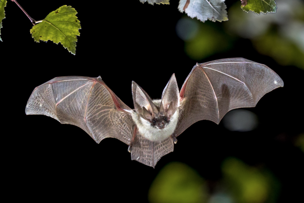 Bat & Beer Night