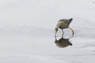 Latest sightings