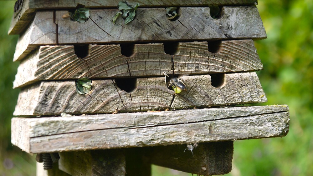 A leafcutter bee carrying a small circular piece of leaf into a bee hotel, handmade with wood and old decking.