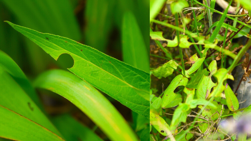 Two images of leaves with circles cut into the edges of them, made by leafcutter bees.