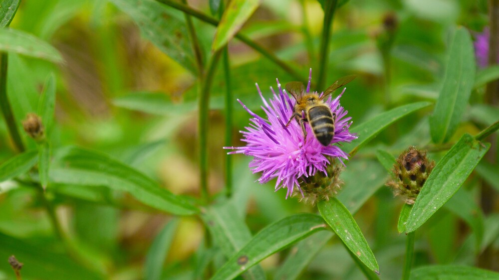 A leafcutter bee on a flower gathering pollen.