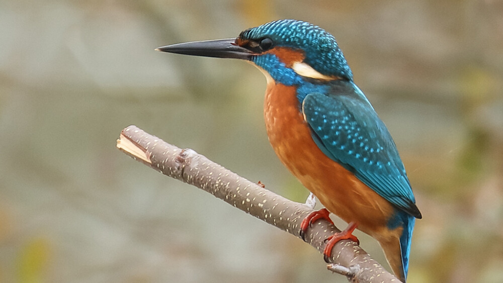 Kingfishers, cattle egrets and sand martins