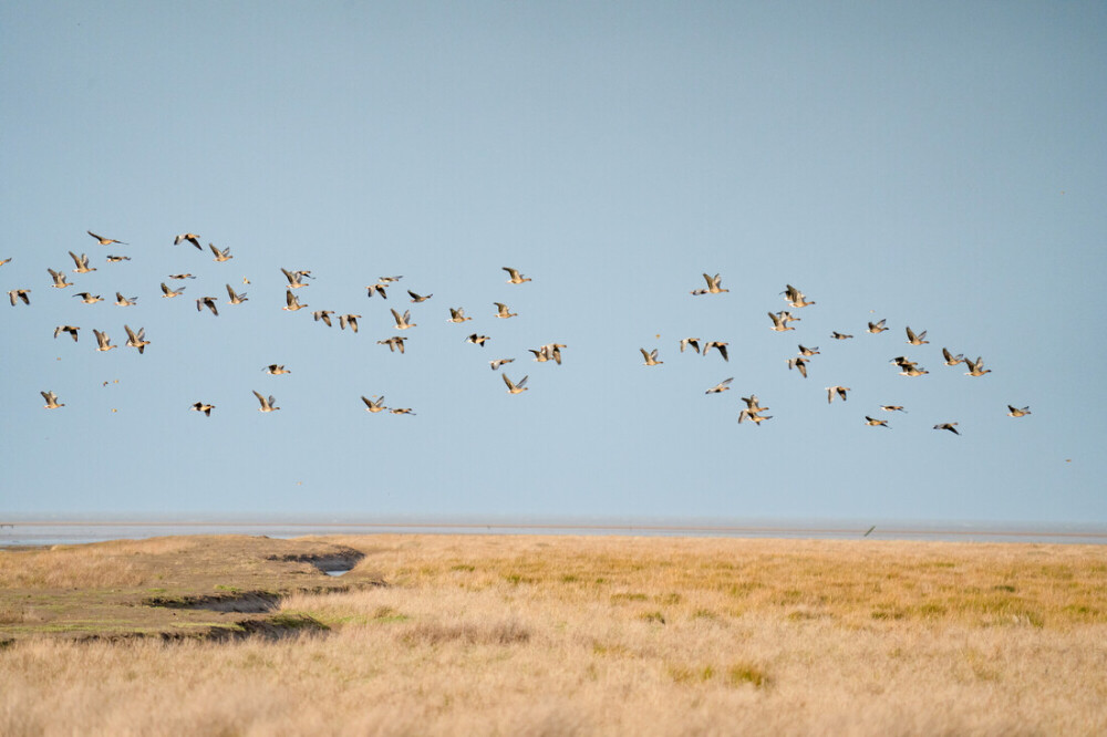 The Journey of the Pink-footed Goose