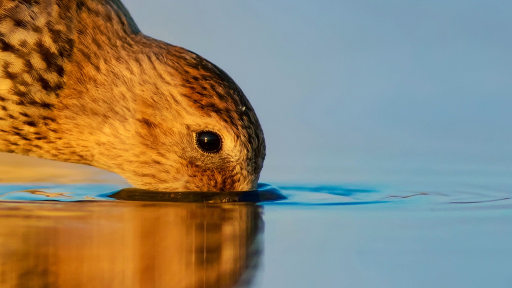 With 75% of the UK’s wetlands lost, WWT calls on supporters to help wetlands thrive