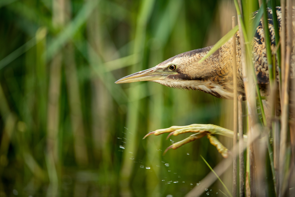 With 75% of the UK’s wetlands lost, WWT London calls on local supporters to help wetlands thrive