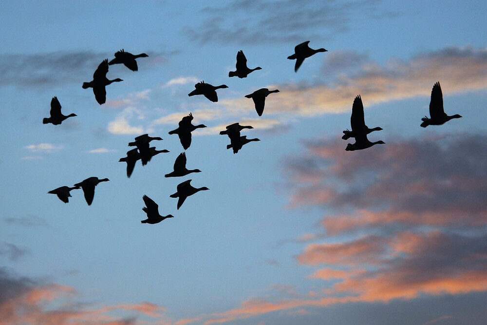 Guide to Geese