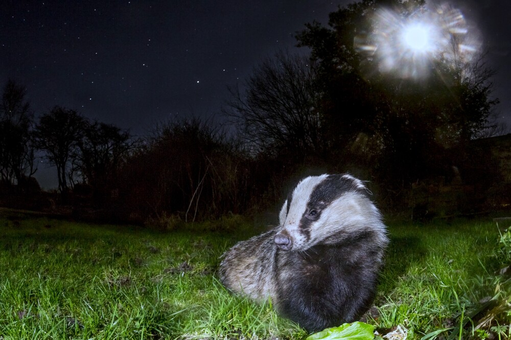 Badger Re-sett: An Underground Update