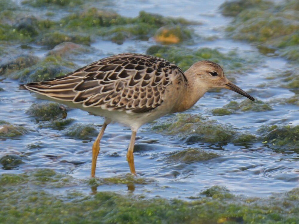 Sightings and news to week ending 6 September 2026