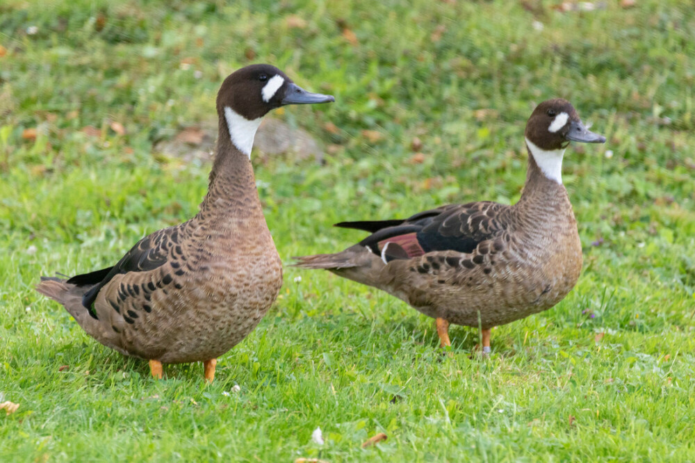 September's Feathered Feature: Bronze-Winged Duck