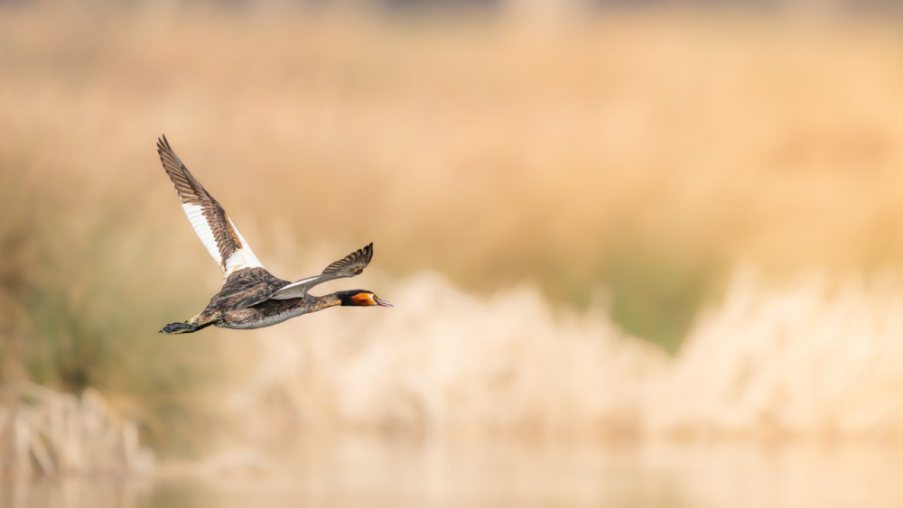 From Observation to Story: Photographing Wildlife Behaviour