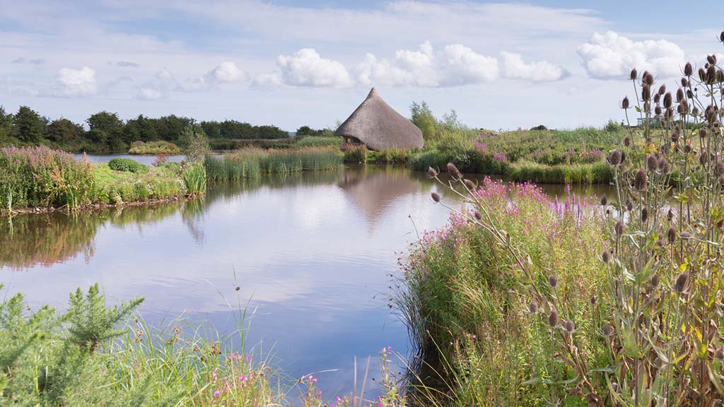A summery view of a lake with wetland wildflowers and the Crannog hut against a blue sky