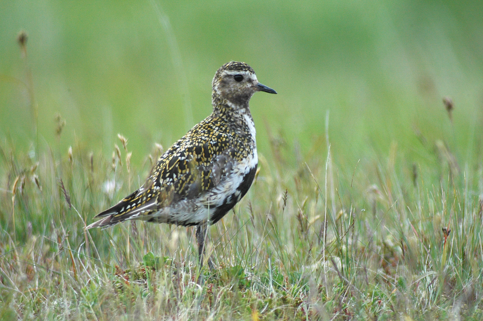 Latest Sightings