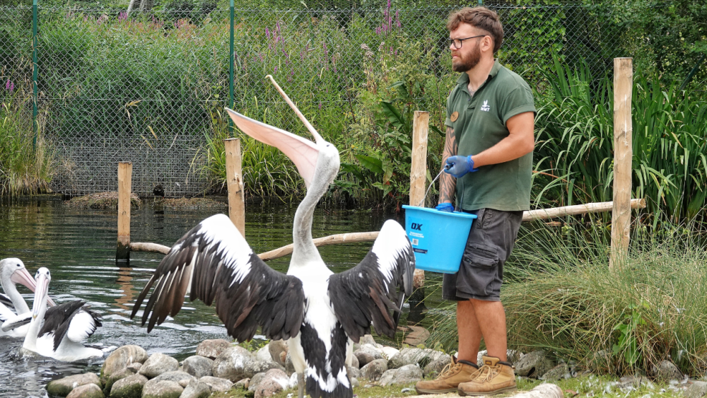 UK's only flock of Australian pelicans arrives at WWT London