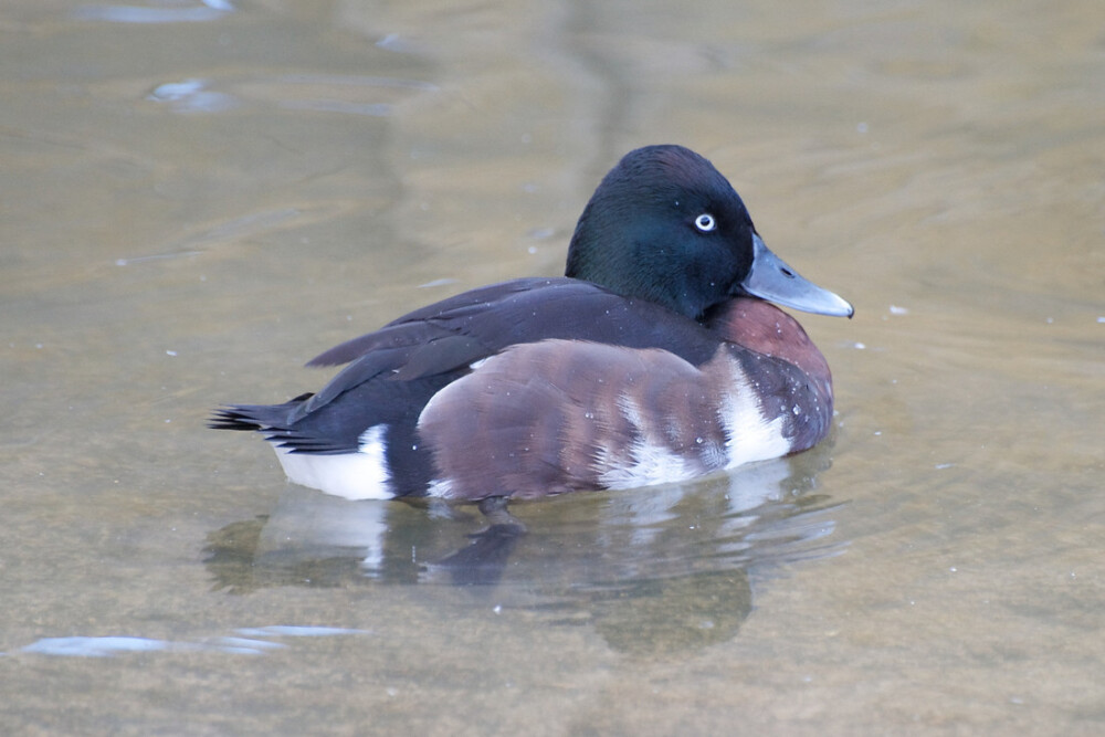 A male Baer's Pochard swimming on water