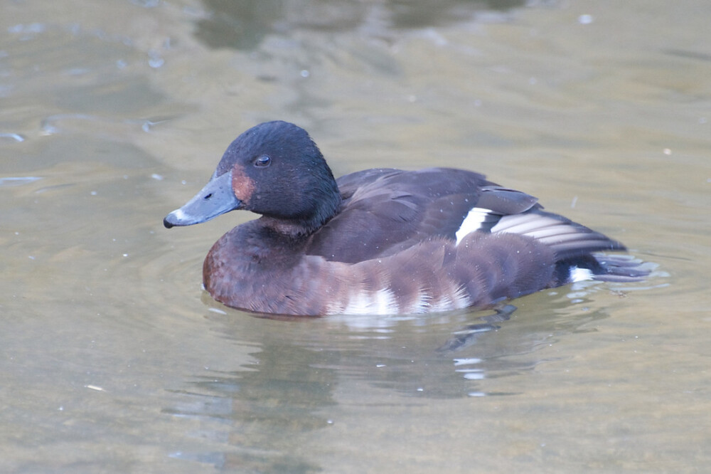 A female Baer's Pochard swimming on water