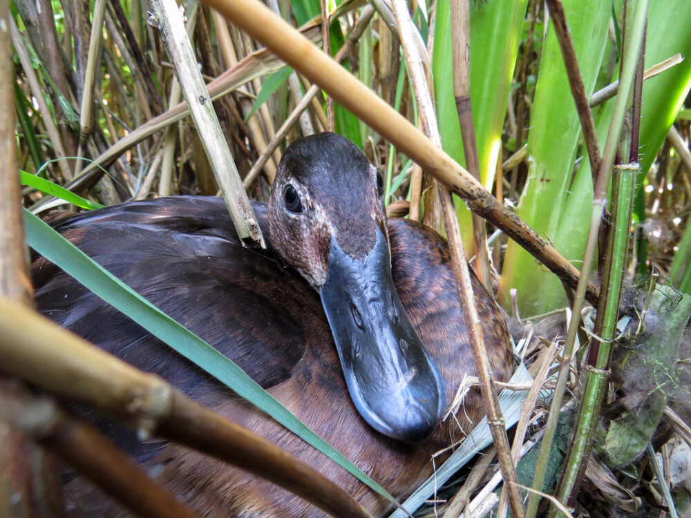 September Bird of the Month: Baer’s Pochard (Aythya baeri)