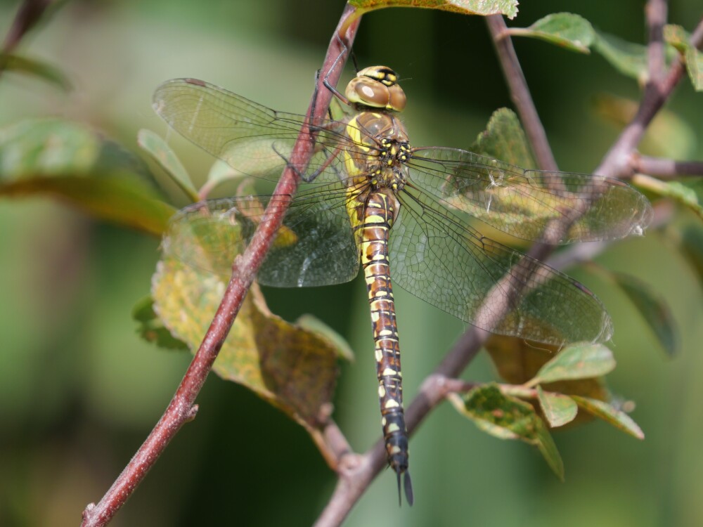 Sightings and news to week ending 13 September 2026