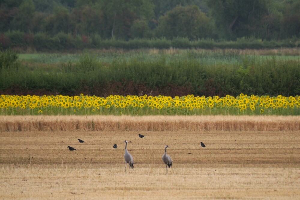 A summary of summer on the WWT Slimbridge reserve