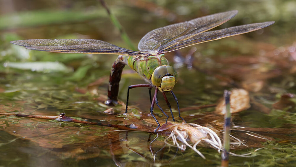 Summer stories from WWT’s wetland reserves