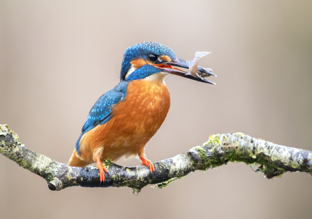 Wildlife Sightings for 19th September 2026