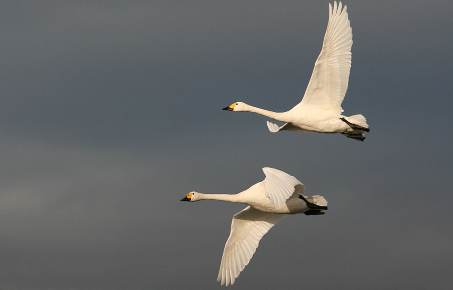 Two Bewick's swans mid-flight, their white feathers contrasting against a grey stormy sky.