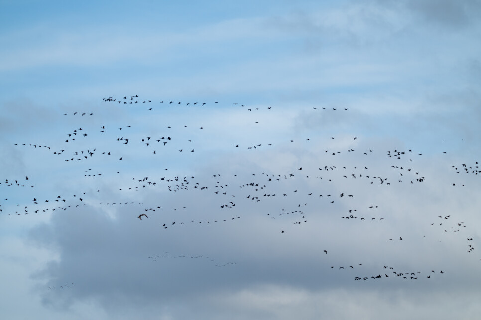 Latest Sightings