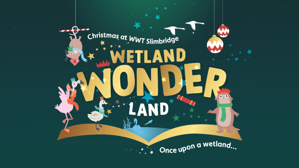 Wetland Wonderland