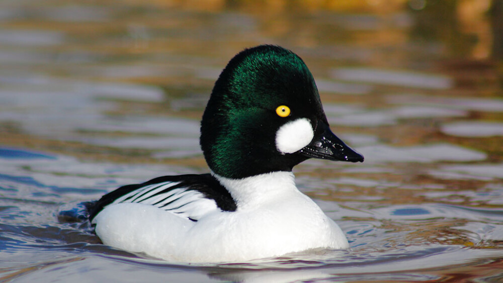 Wetlands throughout the seasons: autumn