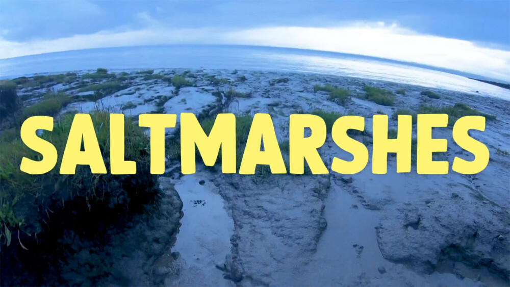 Restoring saltmarshes