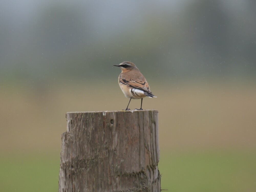 Sightings and news to week ending 20 September 2026