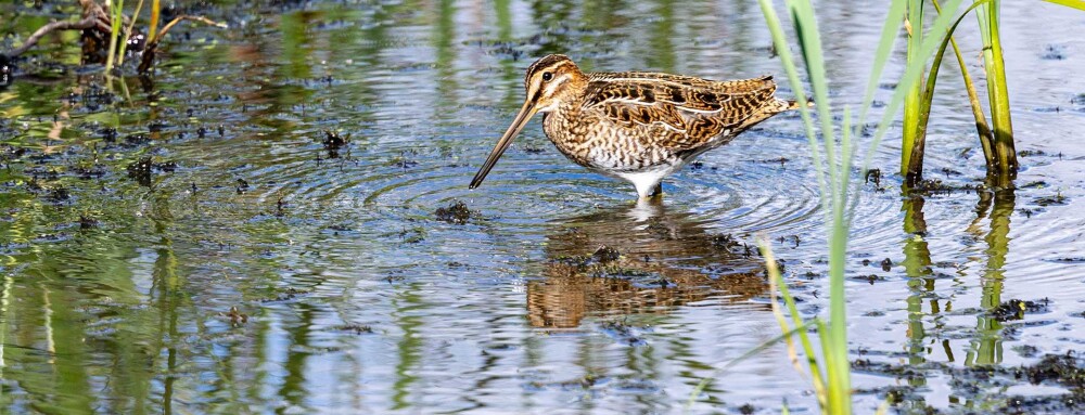 Wildlife Sightings for 22nd September 2026