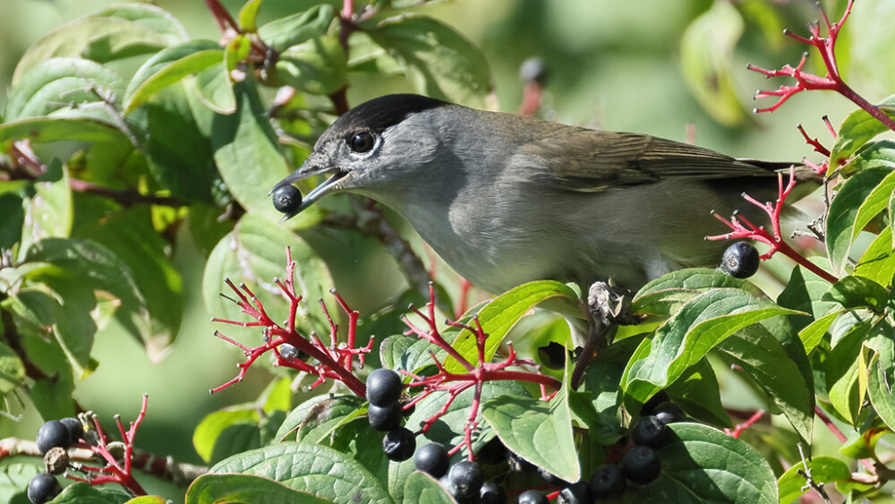 Black caps, little grebes and kingfishers