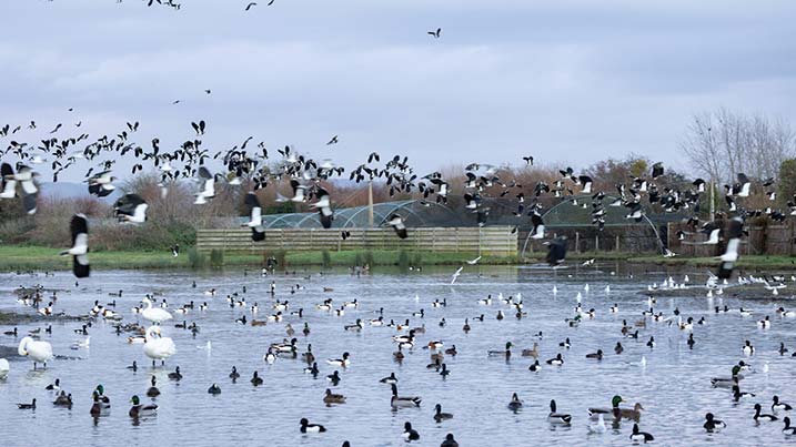 Slimbridge webcam