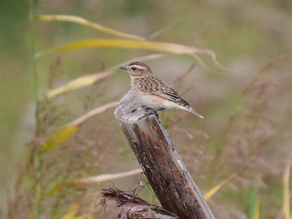 Sightings and news to week ending 27 September 2026